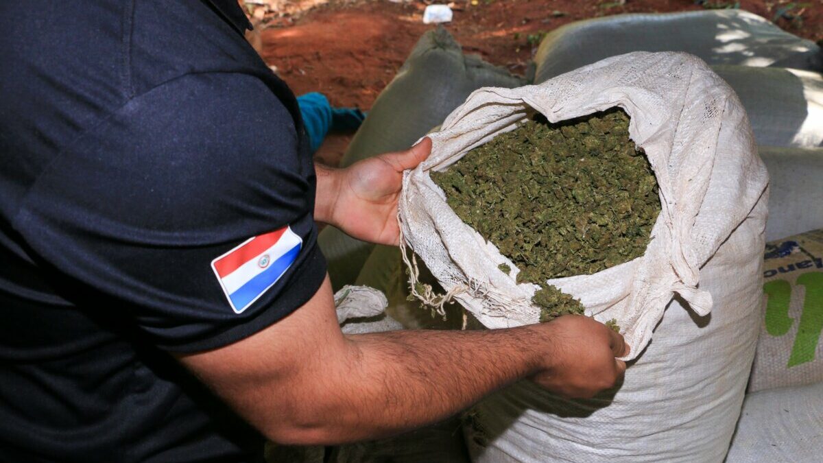 SENAD desarticula banda de productores de marihuana VIP