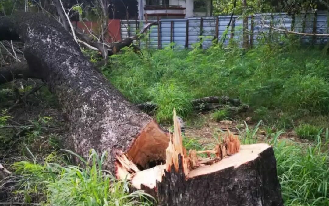 Vecinos denuncian falseamiento de datos para talar bosque San Vicente