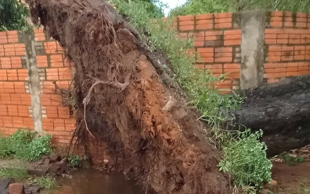 Vientos derriban árbol sobre una casa en San Lorenzo