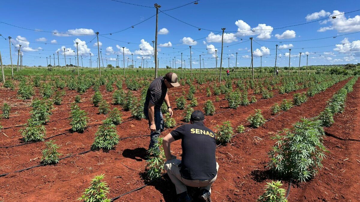 *“Alevosía”: cultivos de marihuana mecanizados en Maracaná