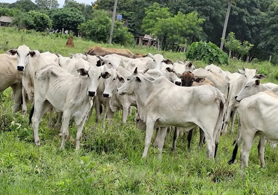 Calculan que cerca de 8.500 animales fueron robados este año